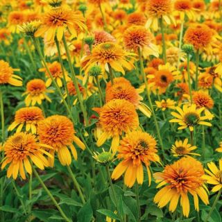 Rhymes with Orange Coneflower Thumbnail
